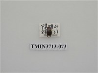 藏品(金龜子科)的圖片